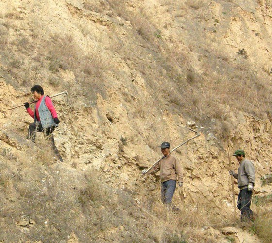 雖沒(méi)有十里桃林，漫山遍野的灼灼芳華。但我們有萬(wàn)畝國(guó)家級(jí)標(biāo)準(zhǔn)化油橄欖種植示范基地，漫山遍野，香氣撲鼻。畝是中國(guó)市制土地面積單位，一畝等于六十平..