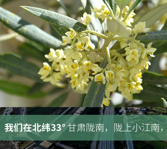 武都的氣候、土壤等與地中海沿岸極其相似，同處于世界頂級(jí)油橄欖黃金生產(chǎn)帶（32°58--33°36）年平均氣溫為14.7°，年日照時(shí)數(shù)1911..